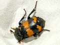 Nicrophorus investigator